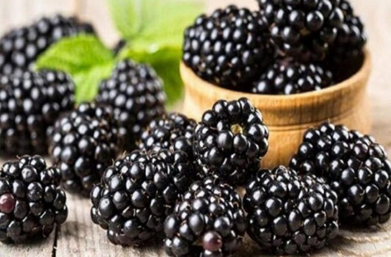 Learn about the properties and benefits of berries