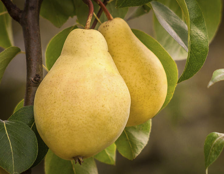 Pear properties and nutritional value