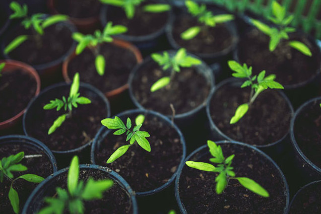 HaushaltsführungLebensstil Eine Anleitung zur Herstellung guter Erde für Zimmerpflanzen aller Art