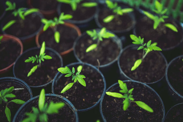 Una guía para hacer un buen suelo para plantas de interior de todo tipo