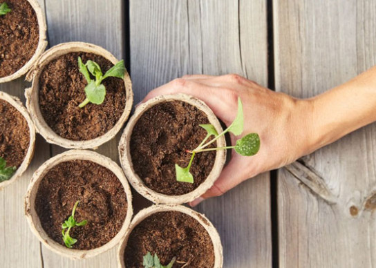 Una guía para hacer un buen suelo para plantas de interior de todo tipo