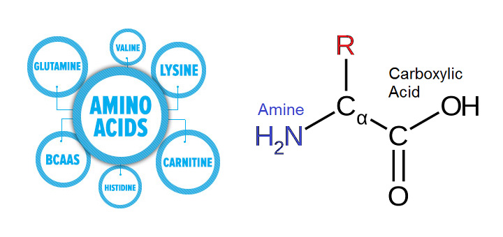 Acides aminés