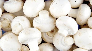 Os cogumelos são como outras plantas ou são diferentes?