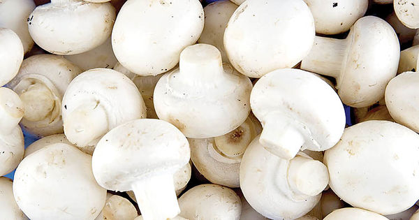 Are mushrooms like other plants or are they different?