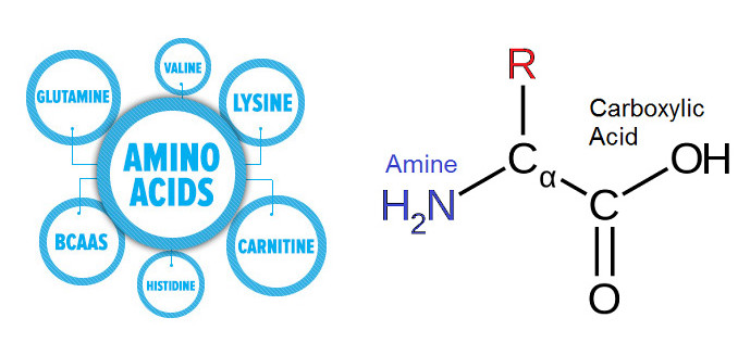 aminoácidos