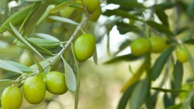 Qual é o processo de plantar uma oliveira?