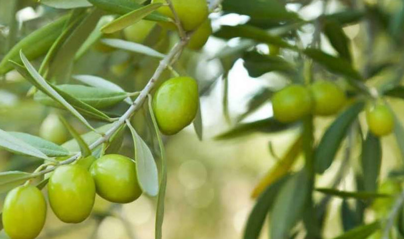 What is the process of planting an olive tree?