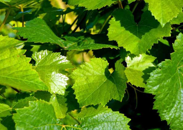 grape leaves