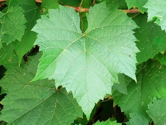 feuilles de vigne