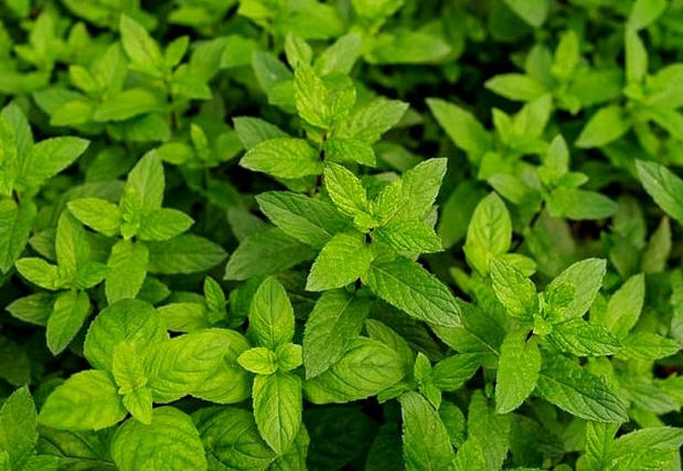 Oregano