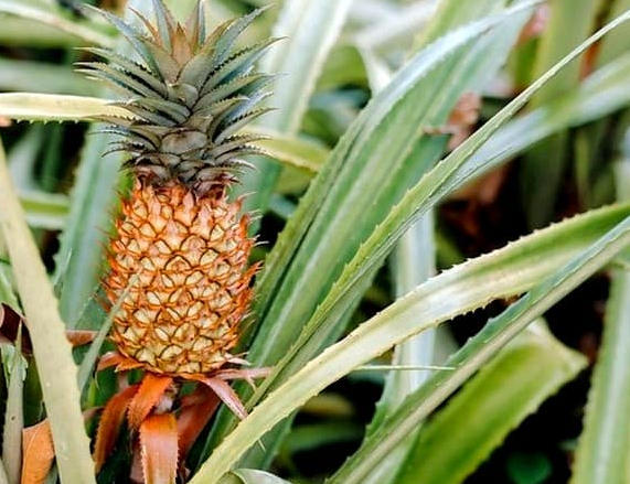 ananas