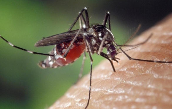 How to Repel Mosquitoes and Other Pests from Your Home