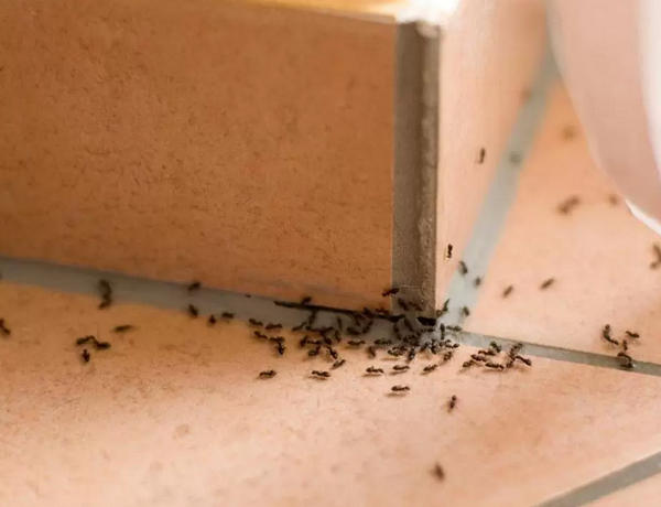 The Top Factors That Attract Insects and Pests to Your Home