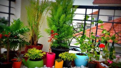 Best Plants for Balcony Gardening at Home