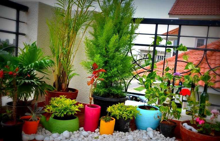 Best Plants for Balcony Gardening at Home + video