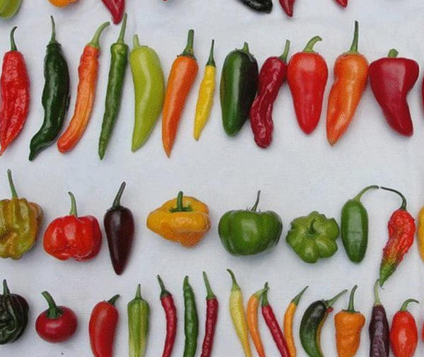 How to Dry Different Types of Peppers at Home