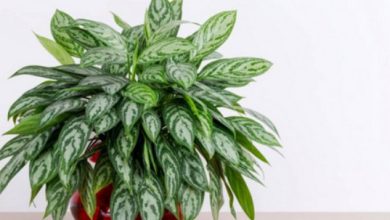 Top 10 Houseplants for Improving Indoor Air Quality