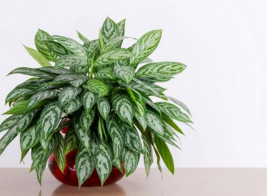 The best indoor plants to improve air quality + video