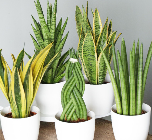 The best indoor plants to improve air quality + video