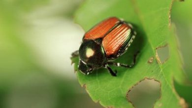 Natural and Harmless Ways to Control Beetles