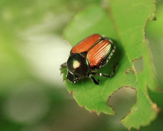 Natural and Harmless Ways to Control Beetles + video