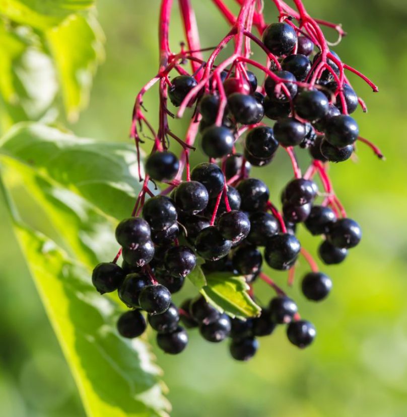 The Adams Elderberry Plant : Cultivation, Benefits, and Uses