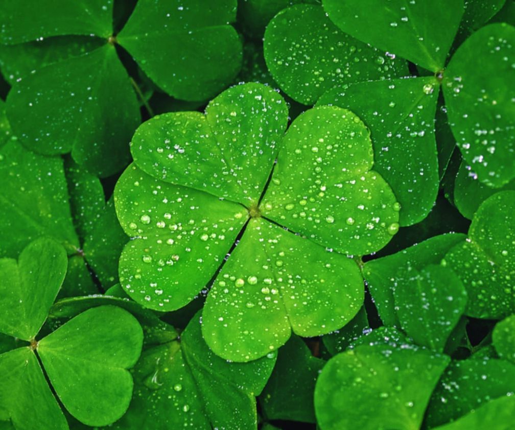 Four Leaf Clovers : A Symbol of Luck, Mystery, and Personal Reflection