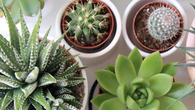 Succulents and Cacti