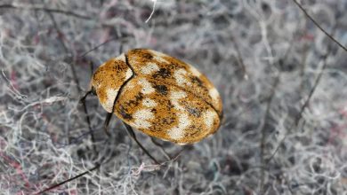 How to get rid of carpet beetles 2