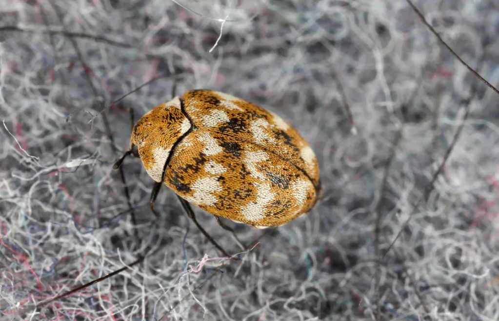 How to get rid of carpet beetles 2