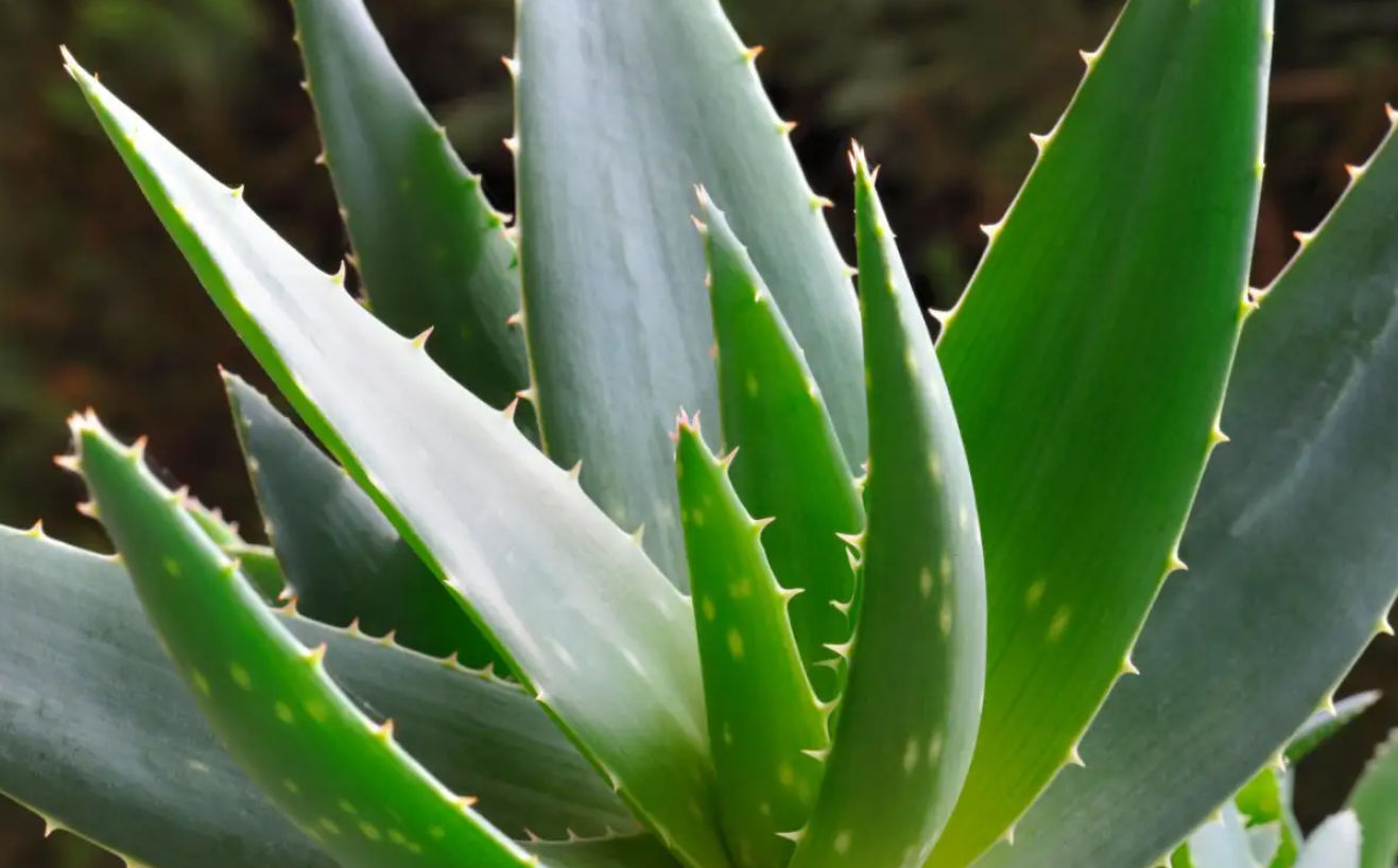 Aloe Vera