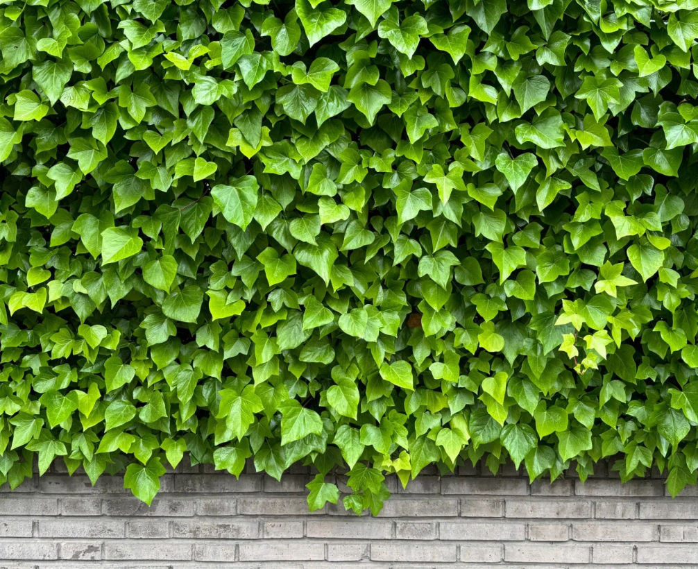 English Ivy