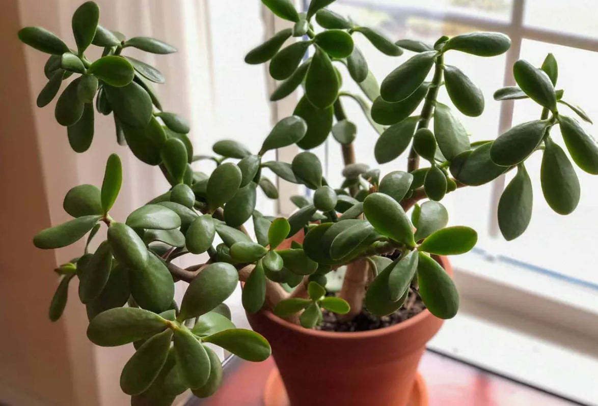 Jade Plant