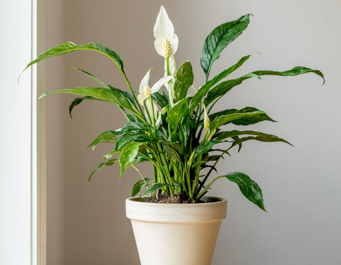 Peace Lily