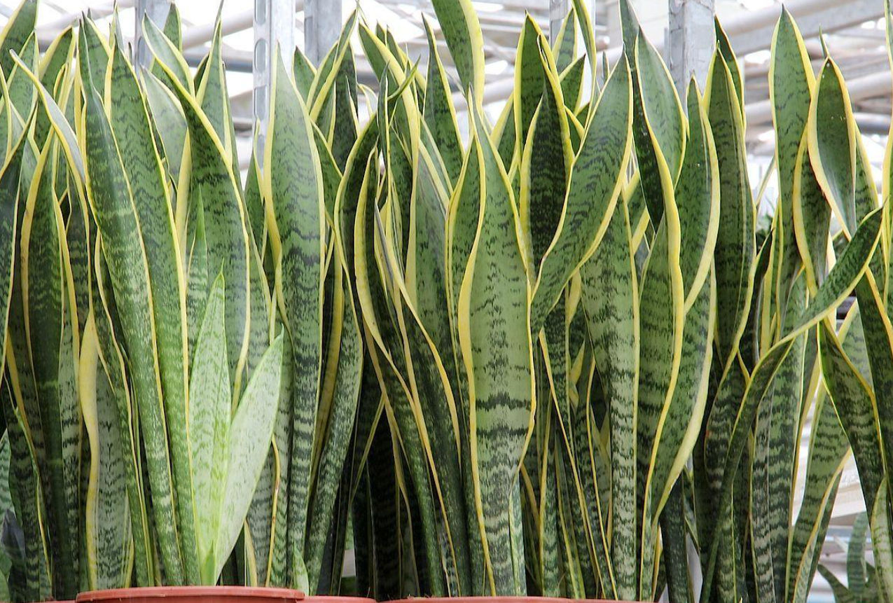 Snake Plant