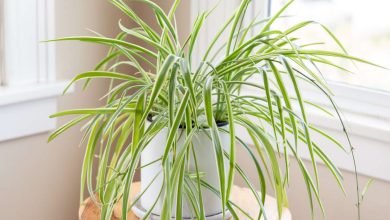 Spider Plant