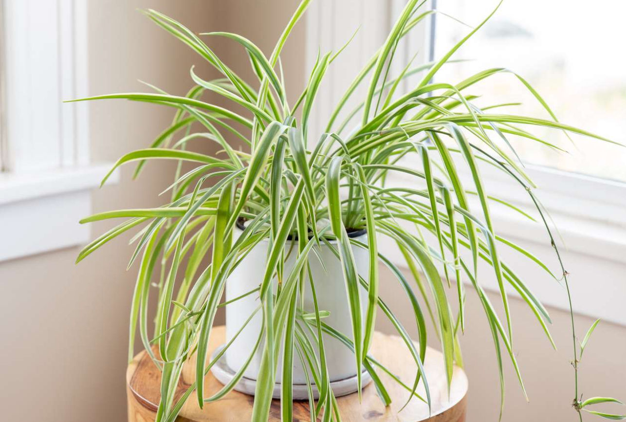 Spider Plant