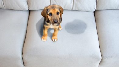 how to get dog urine smell out of couch1
